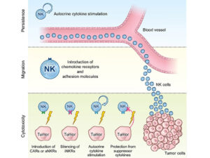 CRISPR-Cas9-based-Genome-Engineering-of-NK-Cells-Using-NucleofectorTM-Technology