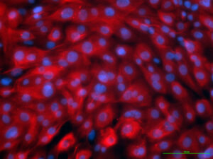 Which-cells-should-I-use-to-research-COVID-19