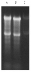 FORMALDEHYDE SAMPLE BUFFE R- 5 X 1ML