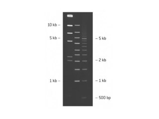 SeaKem® LE AGAROSE 100G