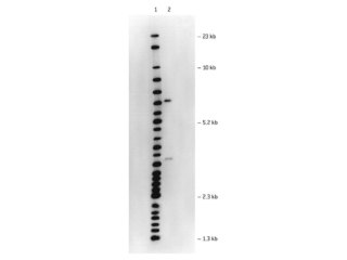 I.D.NA AGAROSE 125G