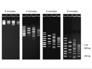 FlashGel DNA Marker 100bp -4kb) 500ul)