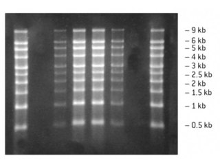 RNA MARKER (50ug)