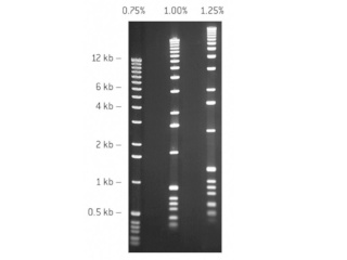 SeaKem® GTG AGAROSE 125G