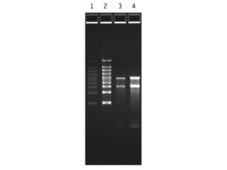 FlashGel RNA Marker 0.5 kb - 9 kb