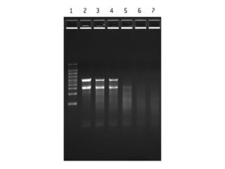 FlashGel RNA Kit