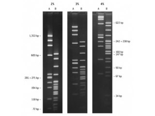 NuSieve™ GTG™ AGAROSE 125 G