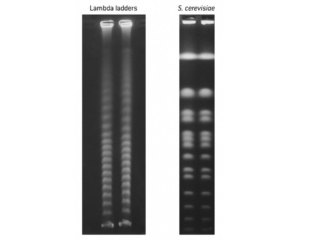 LAMBDA DNA LADDERS (48.5K B-1MB) 5 PLUGS