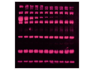 SYPRO® RUBY Protein Blot Stain - 200mL