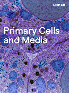 HUVEC – Human Umbilical Vein Endothelial Cells, Pooled, in EGM™